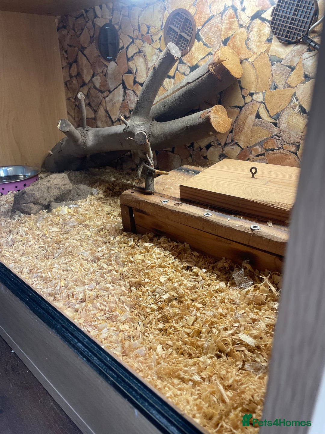 Python Snake reptiles for sale: Python for sale with tank - Image 3