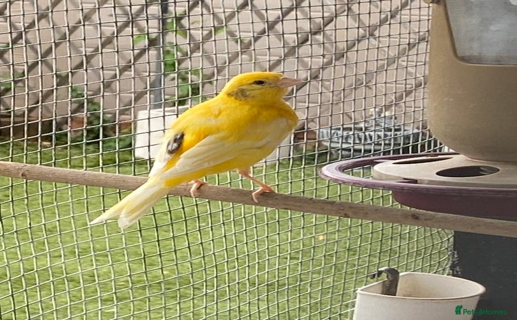 Canaries birds - Advert 10