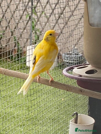 Canaries birds - Advert 11