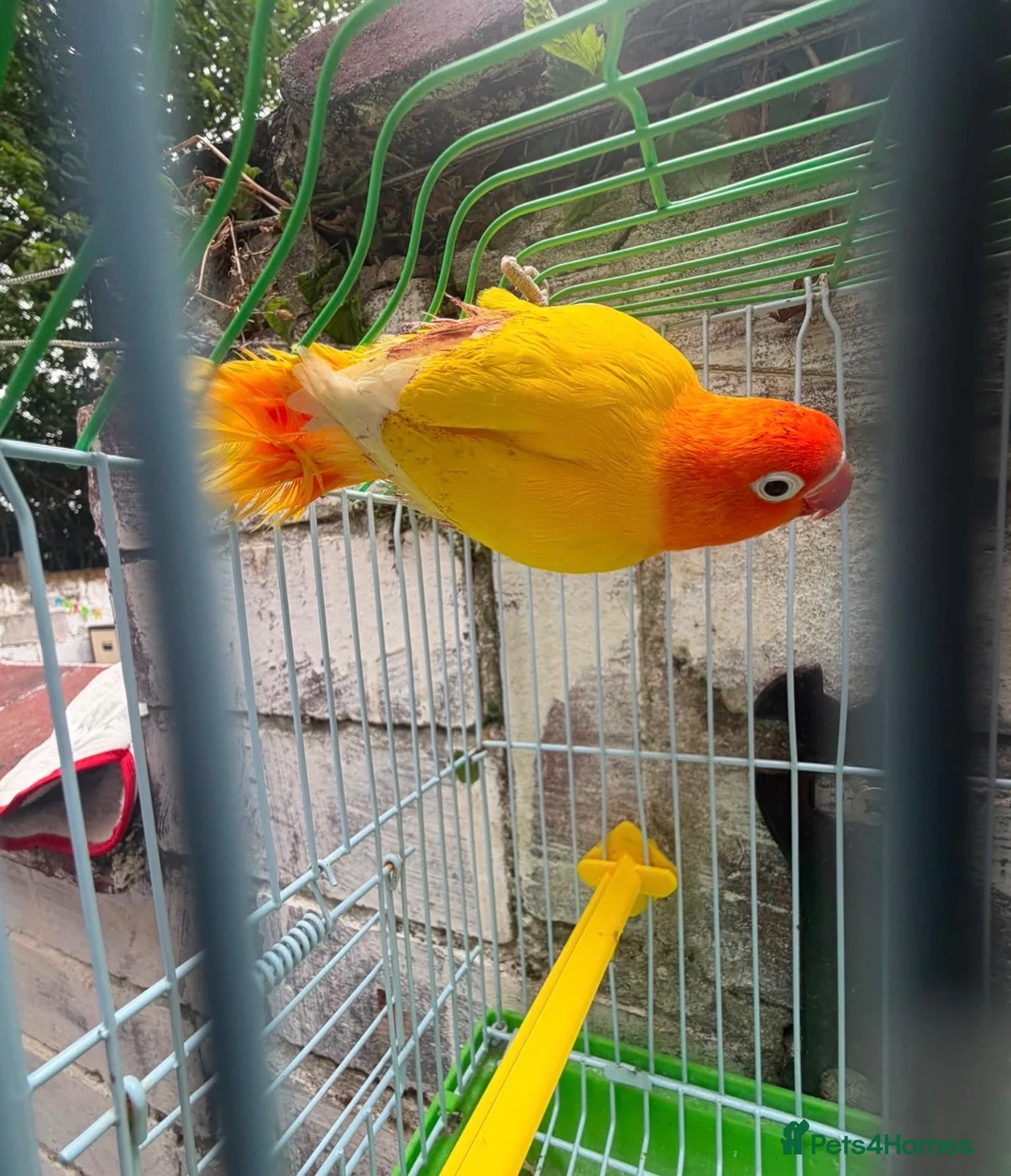 Lovebirds birds for sale: Mango male love bird  - Advert 6