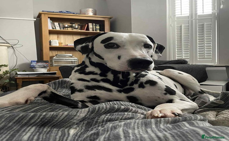 Dalmatian dogs - Advert 1