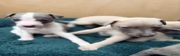 Whippet dogs for sale: Gorgeous Whippets Ready for forever Home - Advert 35