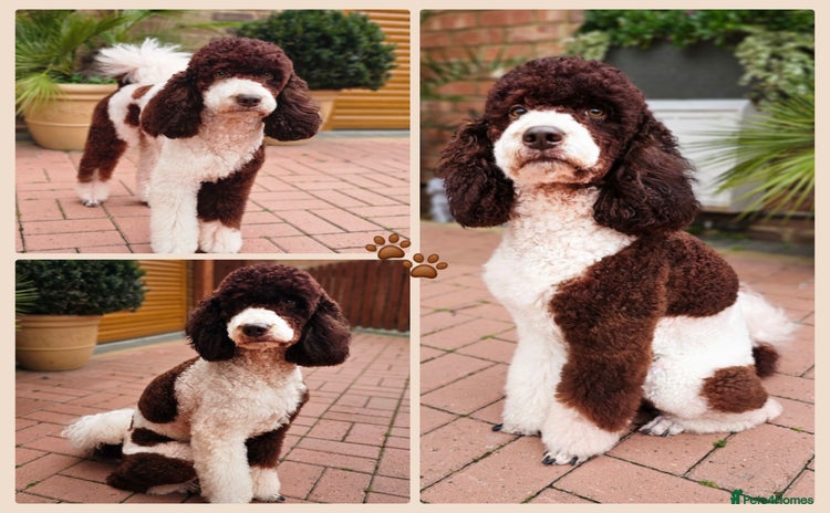 Bernedoodle dogs - Advert 1