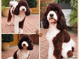 Bernedoodle dogs STUNNING FULLY HEALTH TESTED MOYEN POODLE🐾 - Advert 3