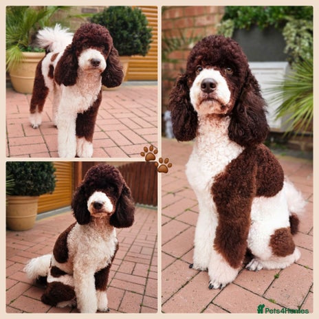 Bernedoodle dogs - Advert 1