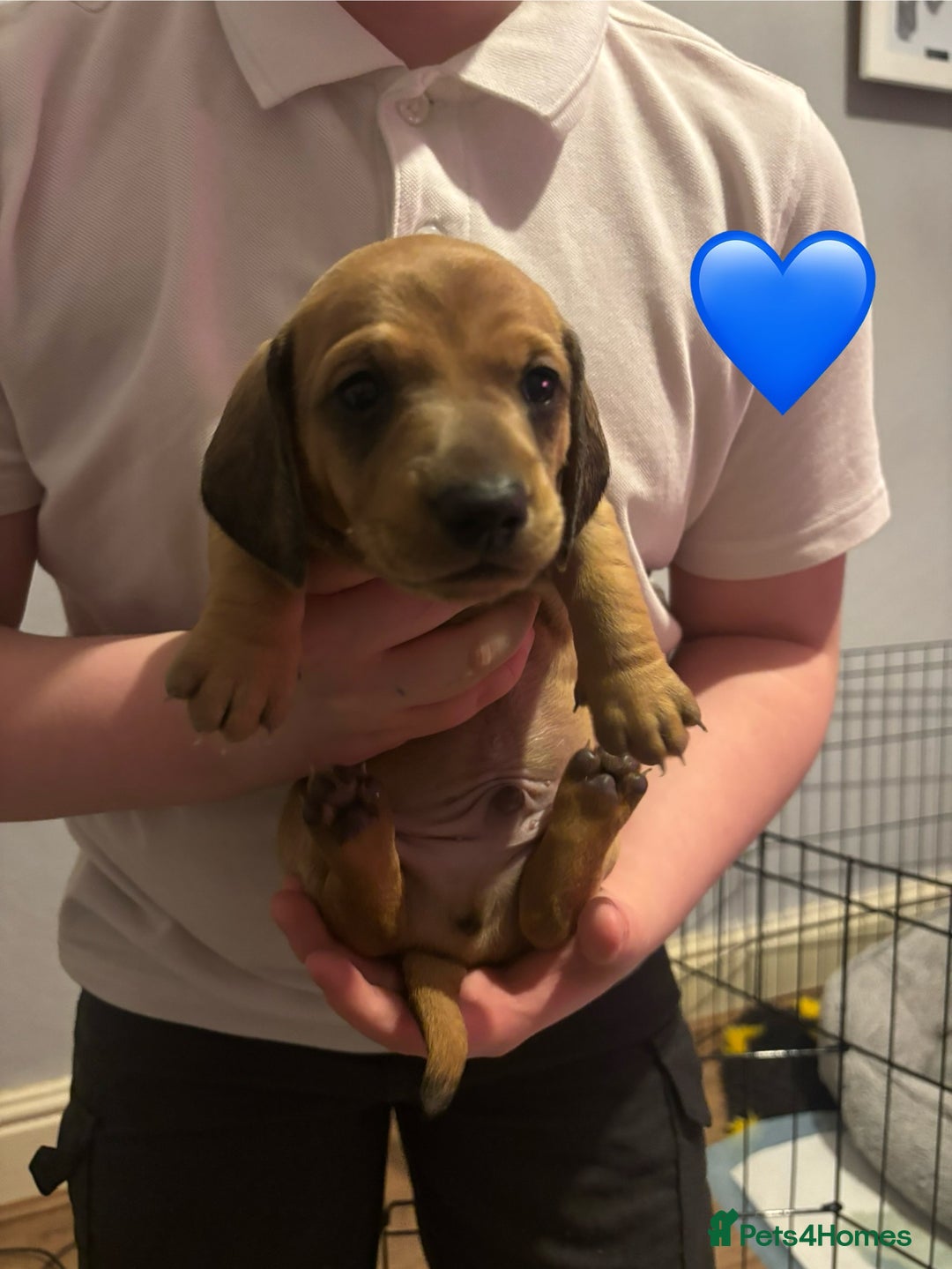 Miniature Dachshund dogs for sale: **READY TO GO NOW** Miniature dachshund puppies!  - Advert 8