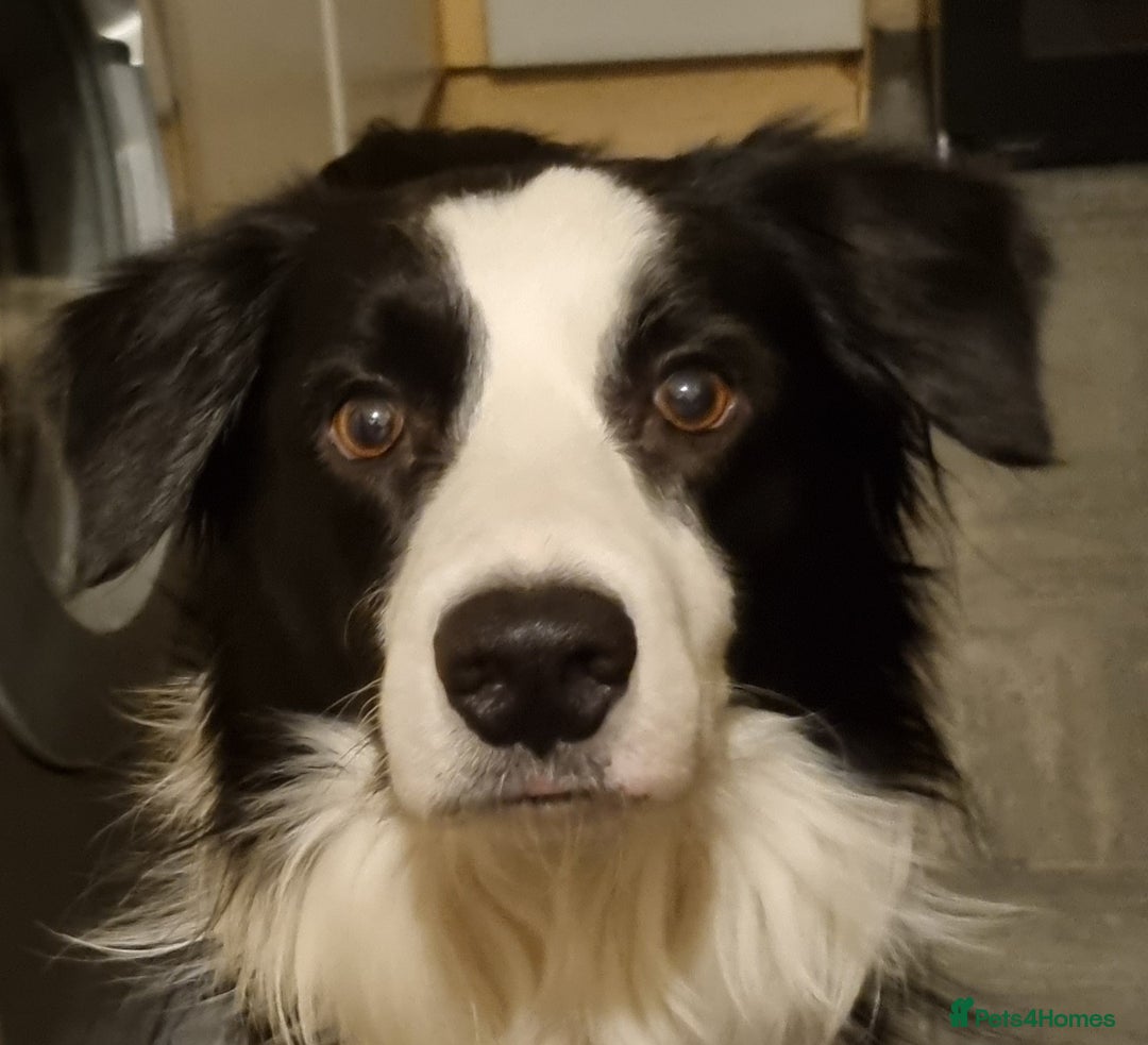 Border Collie dogs for stud: Charlie - Advert 5