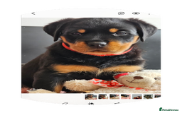 Rottweiler dogs for sale: Pure breed Rottweiler  - Image 4