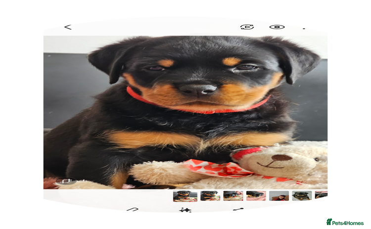 Rottweiler dogs - Advert 3