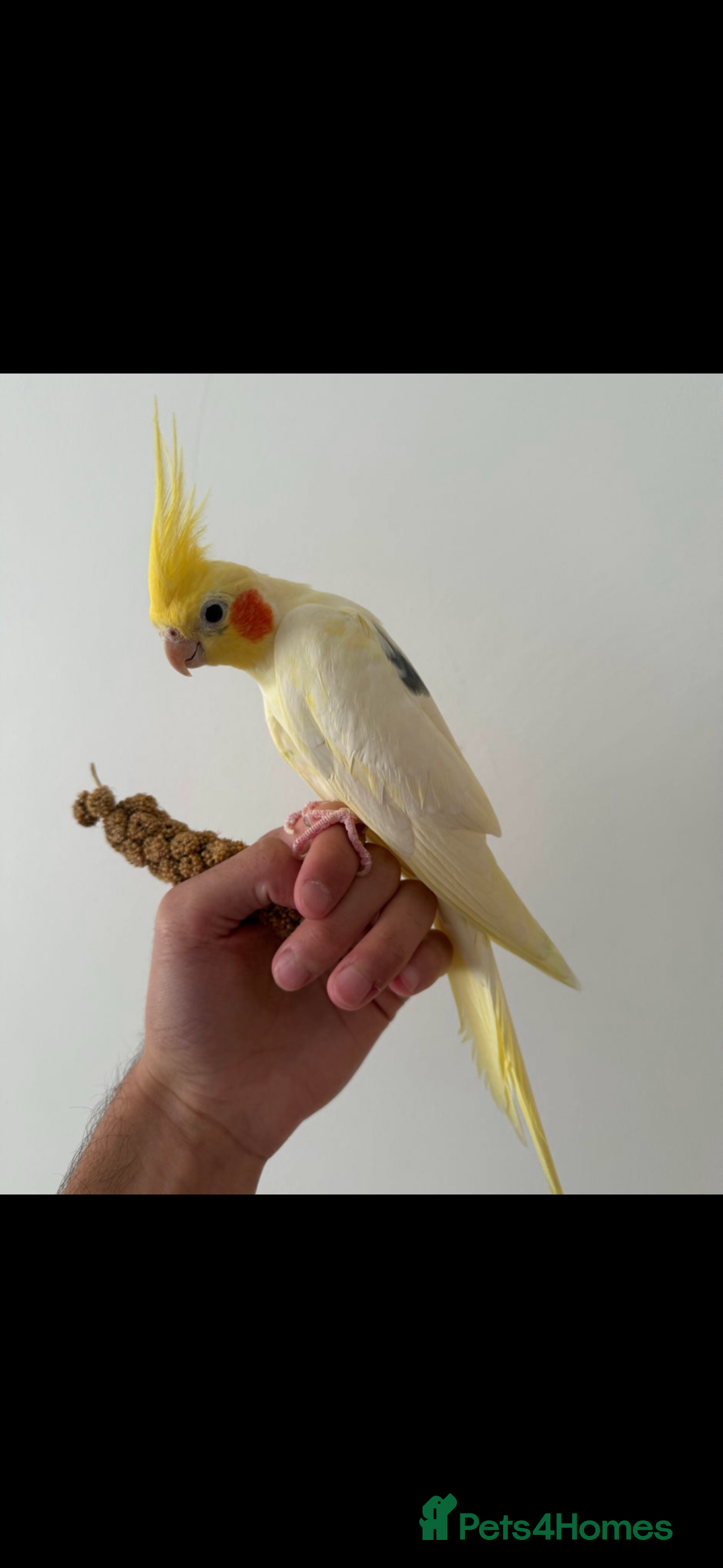 Cockatiels birds Female cockatiel for sale  - Advert 2