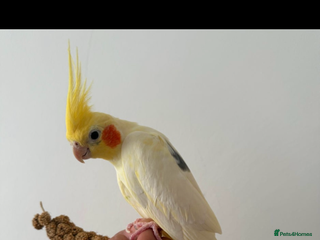 Cockatiels birds Female cockatiel for sale - Advert 2