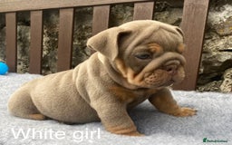 English Bulldog dogs for sale: Beautiful KC lilac & tan English bulldog puppies - Image 35