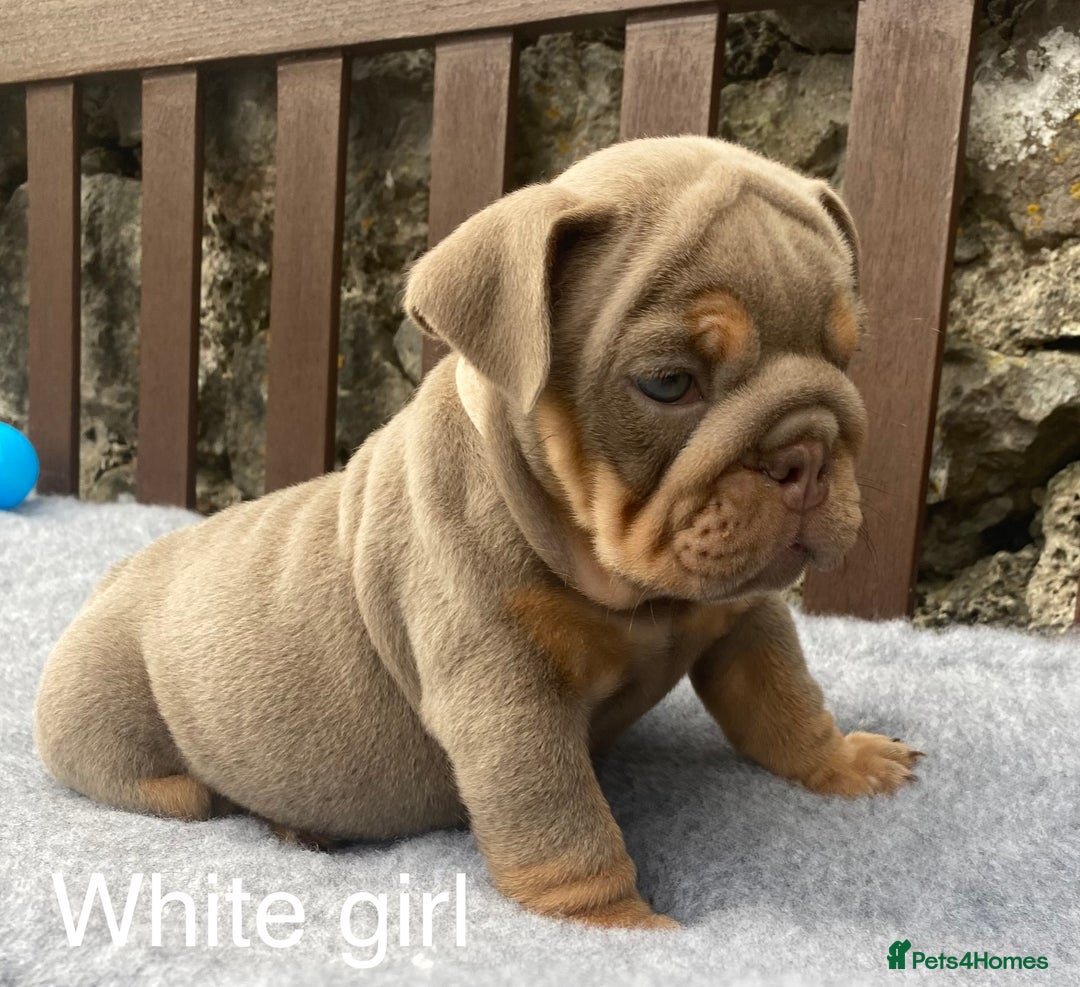 English Bulldog dogs for sale: Beautiful KC lilac & tan English bulldog puppies - Image 35