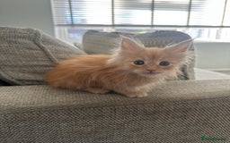 Maine Coon cats for sale: Ginger Maine coon kitten  - Image 3