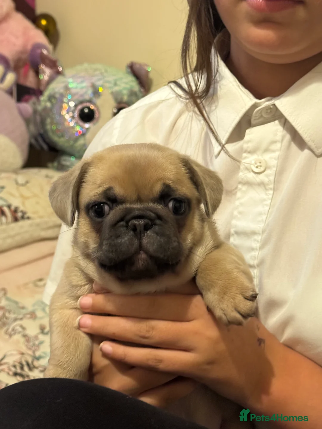 Frug dogs for sale: Our gorgeous ‘ CHUNKY’  - Advert 11