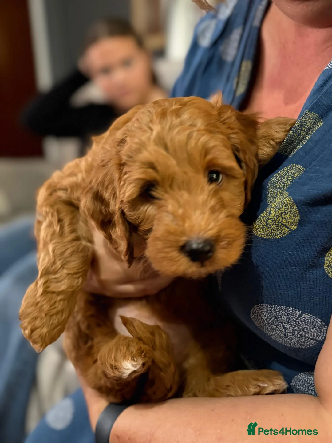 Labradoodle dogs for sale: Ready to leave Miniature Labradoodle puppies - Advert 22