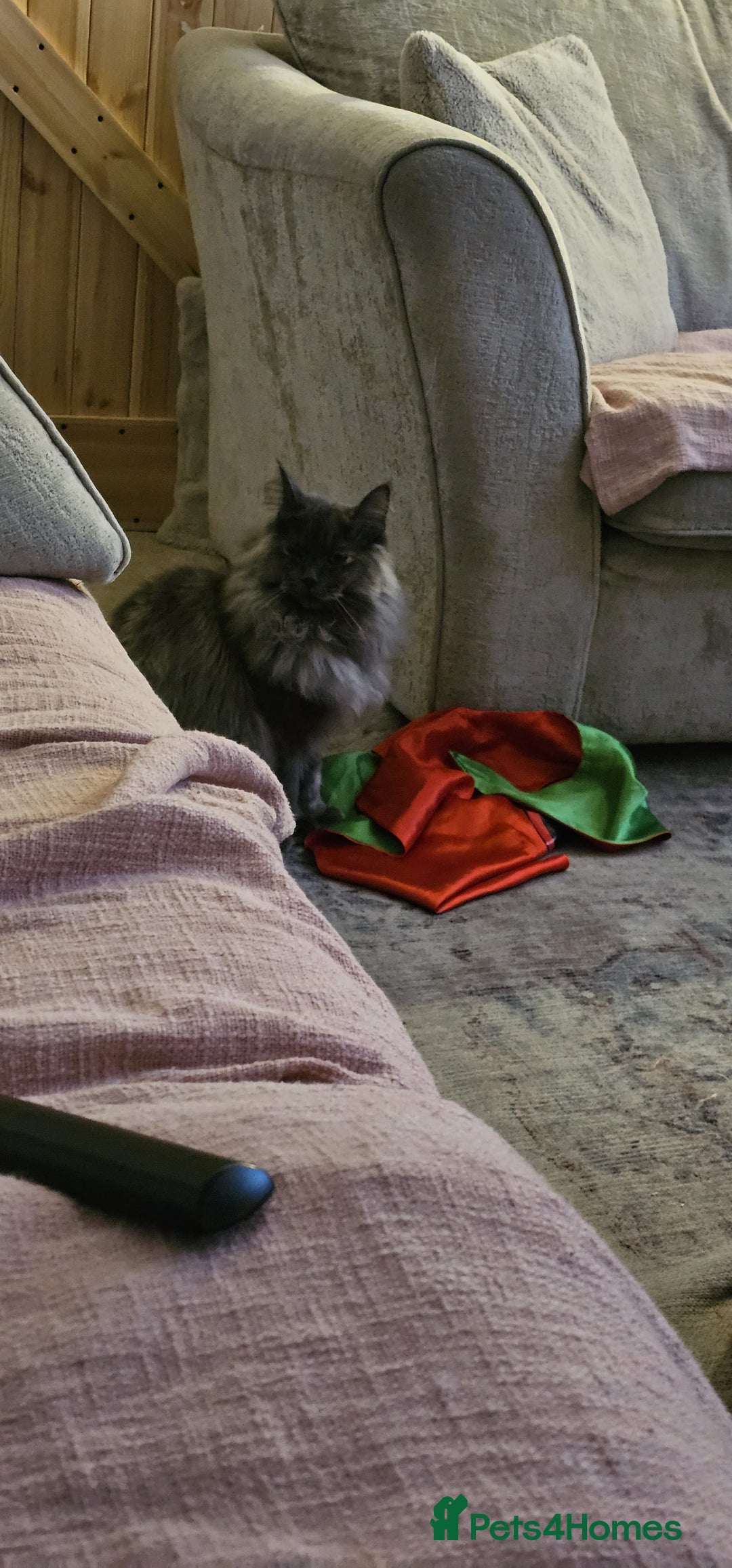 Maine Coon cats for sale: Beautiful ragdoll / Maine coon princess - Advert 3