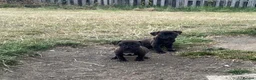 Staffordshire Bull Terrier dogs for sale: Gorgeous Staffordshire bullterrier pups - Advert 13