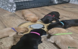 Labrador Retriever dogs for sale: ⭐️ Lush Lab Pups - READY 15/10/25 ⭐️ - Image 13