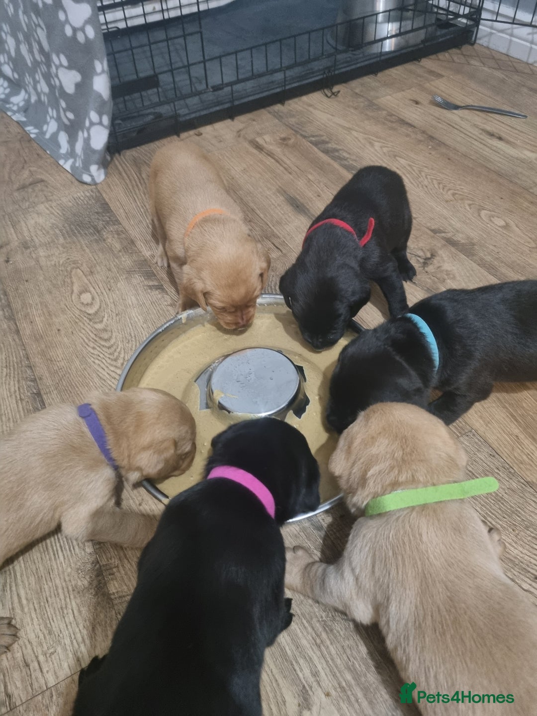 Labrador Retriever dogs for sale: ⭐️ Lush Lab Pups - READY 15/10/25 ⭐️ - Image 13
