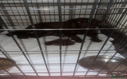 Cocker Spaniel dogs for sale: Cocker spaniel pups for sale  - Image 3