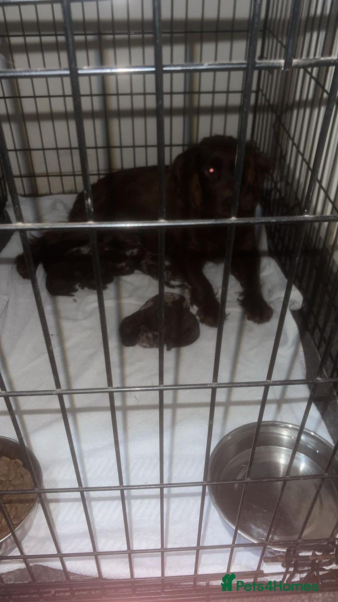 Cocker Spaniel dogs for sale: Cocker spaniel pups for sale  - Image 3