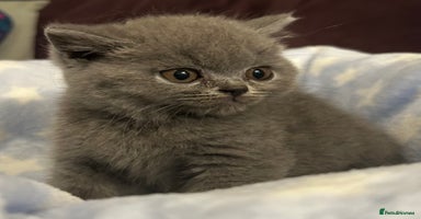 British Shorthair cats - Advert 5