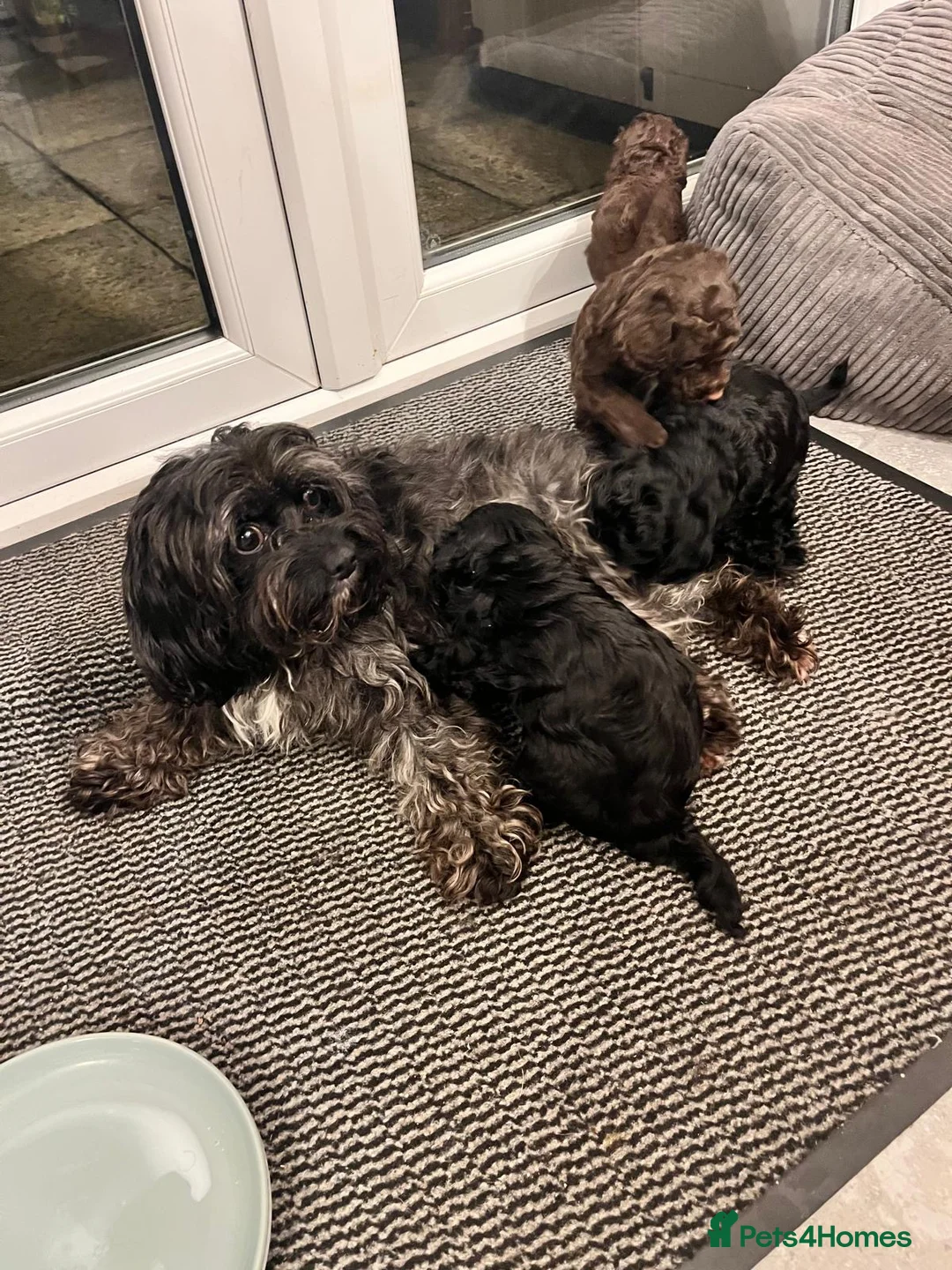 Cavapoo dogs for sale: Beautiful litter of 4 F1b toy cavapoo  in Cardiff - Advert 10
