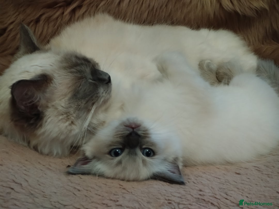 Ragdoll cats for sale: Blue point purebred ragdoll girl  - Image 19