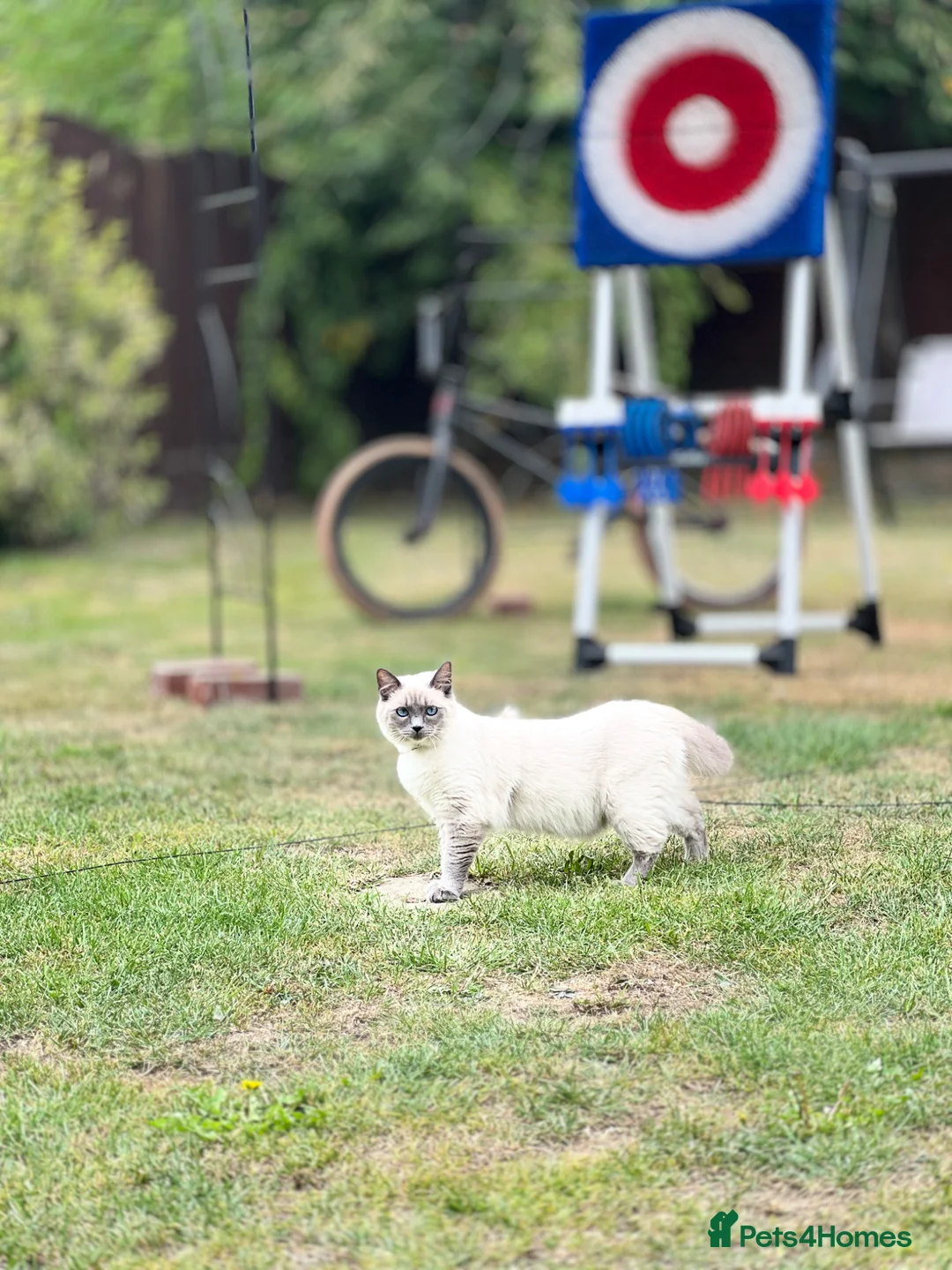 Ragdoll cats for sale: Fully pedigree blue point kittens  in Pontefract - Advert 2