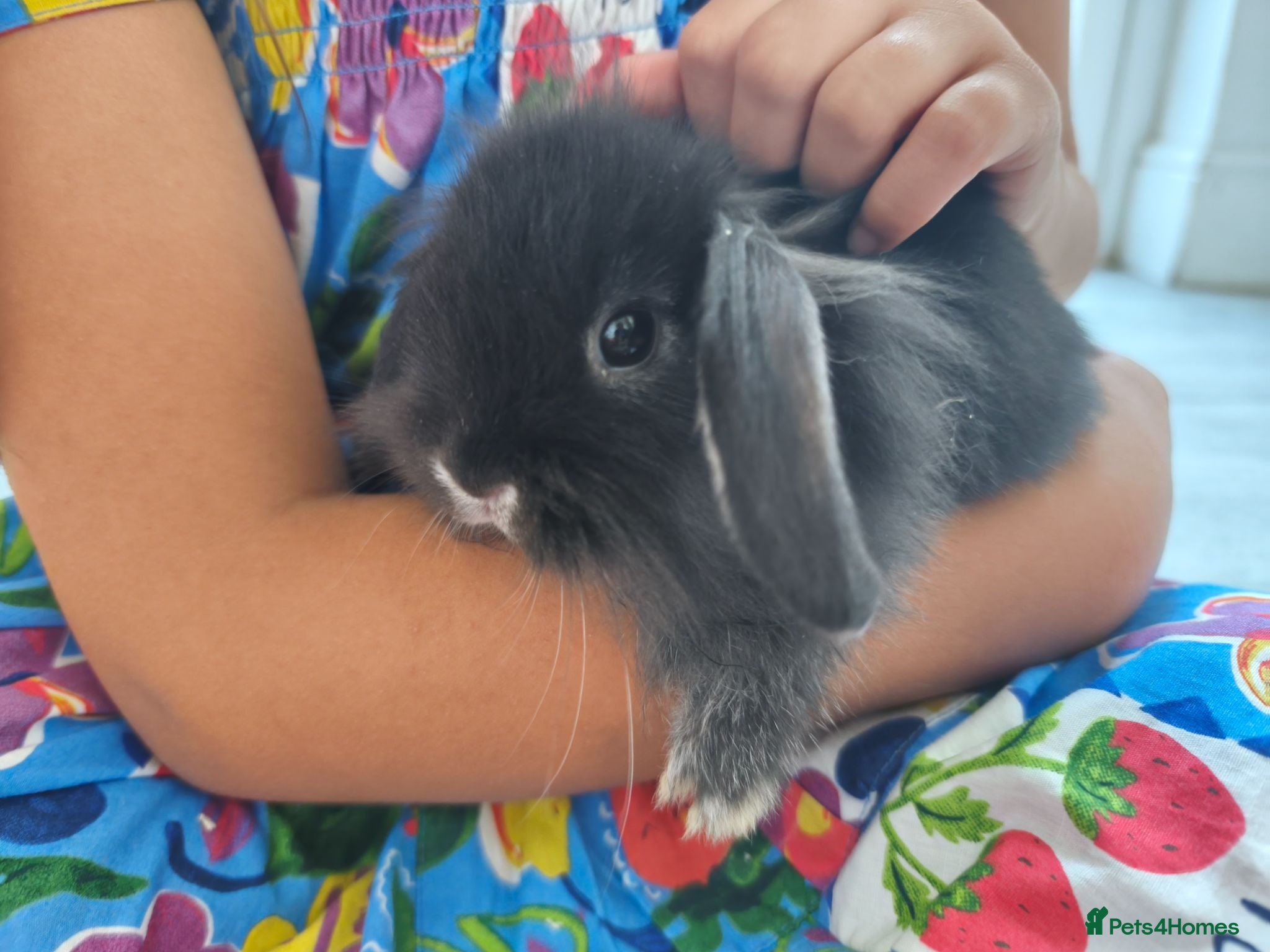 Mini Lop rabbits Rare Mini Lion Lops ready 3rd July  - Advert 1