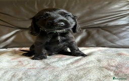 Cocker Spaniel dogs for sale: Show type Cocker Spaniel Puppies - Image 21