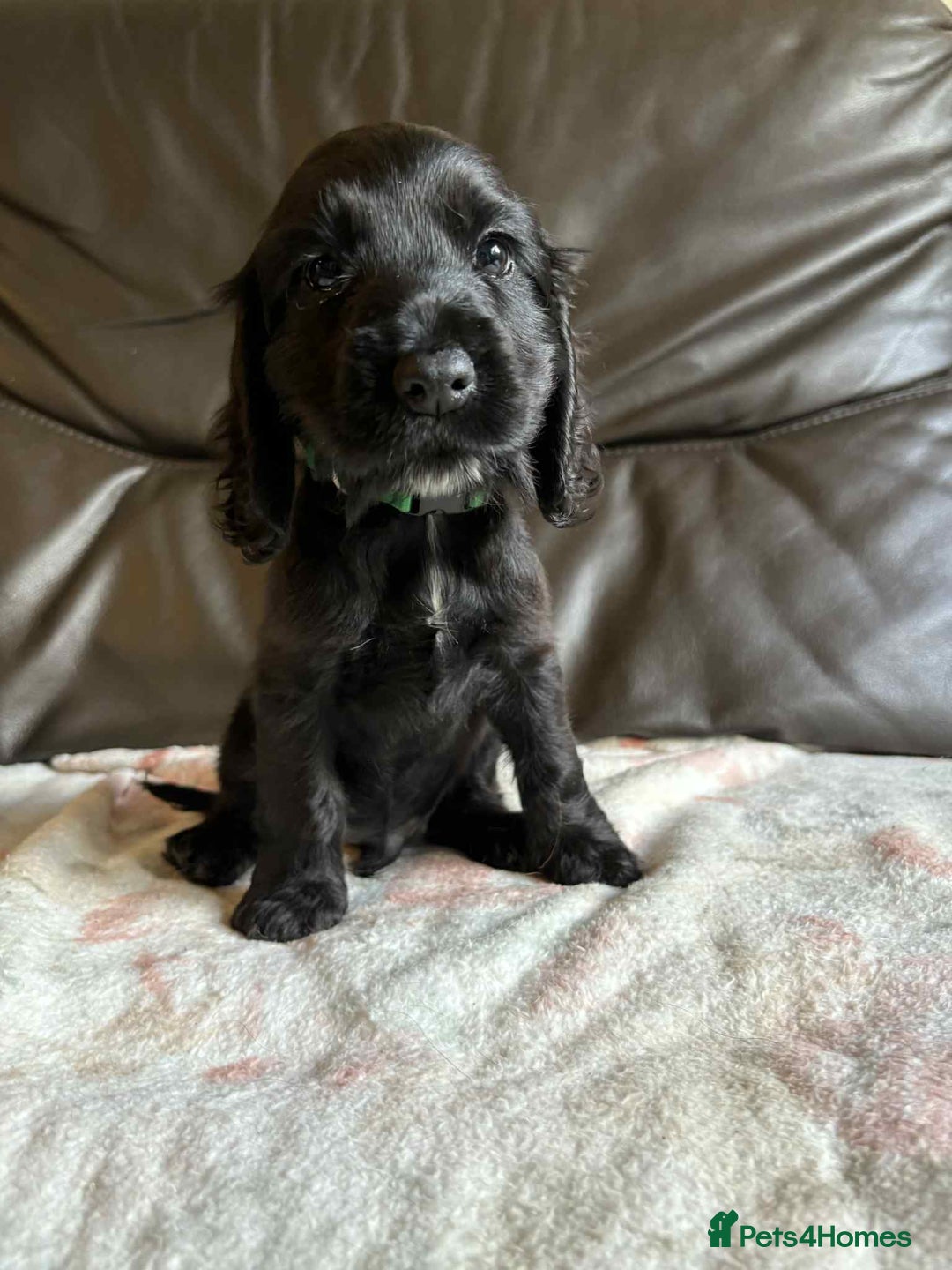 Cocker Spaniel dogs for sale: Show type Cocker Spaniel Puppies - Image 21