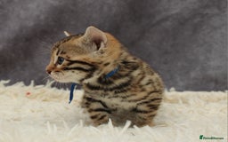 Bengal cats for sale: 🔥Stunning Bengals ready for reservation🔥 - Image 4