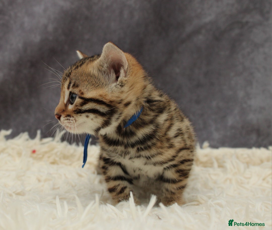 Bengal cats for sale: 🔥Stunning Bengals ready for reservation🔥 - Image 4