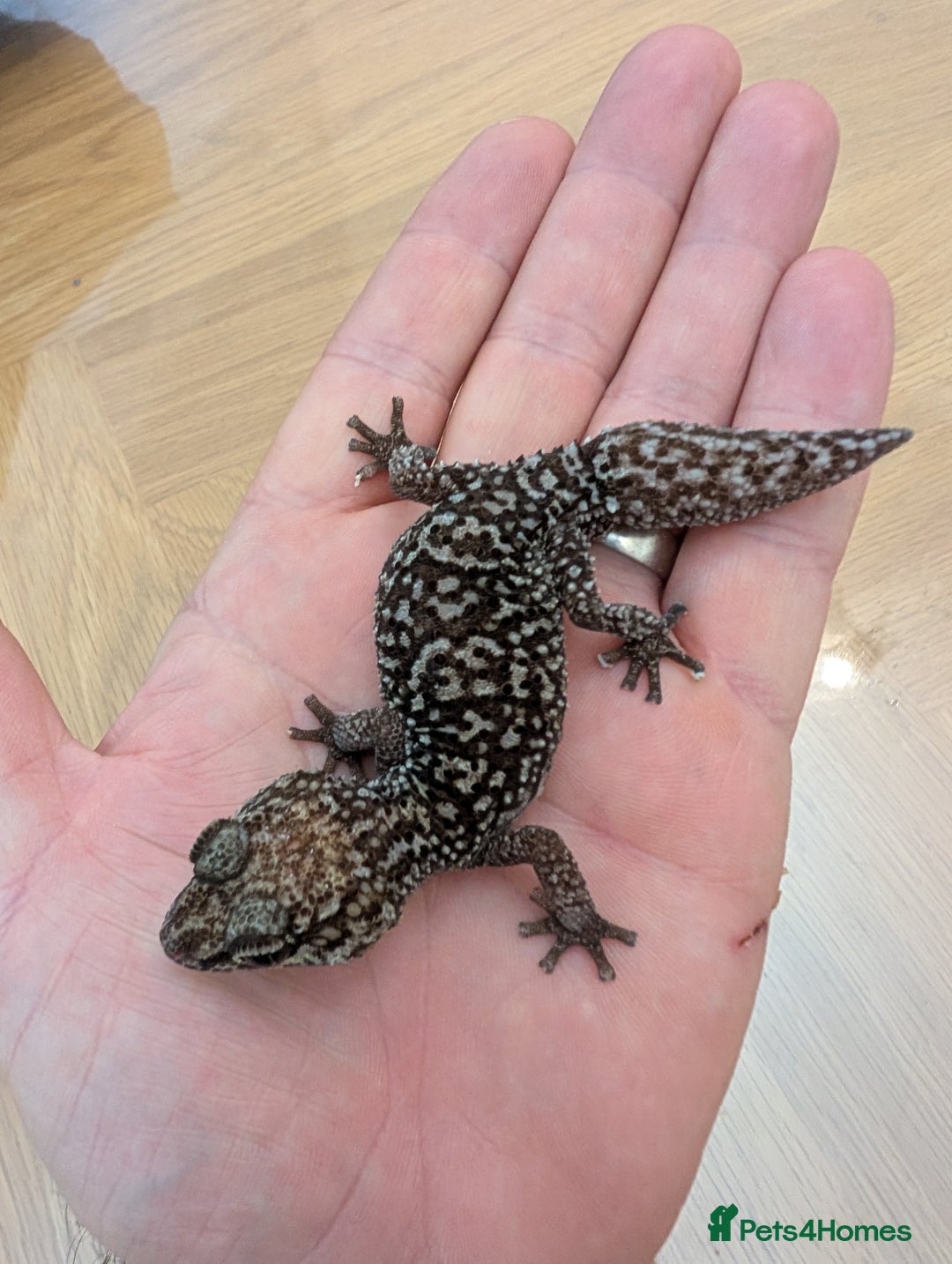 Gecko reptiles for sale: Gecko - Advert 4