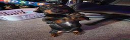 Dachshund dogs for sale: Male Dachshund- Reggie - Advert 3