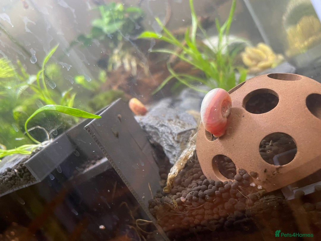 Snails fish for sale: Pink Ramshorn Snails - Advert 3