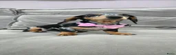 Miniature Dachshund dogs for sale: 💙💙Last 2 LONGHAIR BOY ❤️ 1 Girl SHORTHAIR - Advert 4