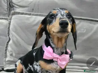 Miniature Dachshund dogs PRICEDROP Miniature Dashound 5 STAR - Advert 4