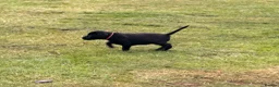 Labrador Retriever dogs for sale: 2 pedigree Labrador puppies - Advert 3