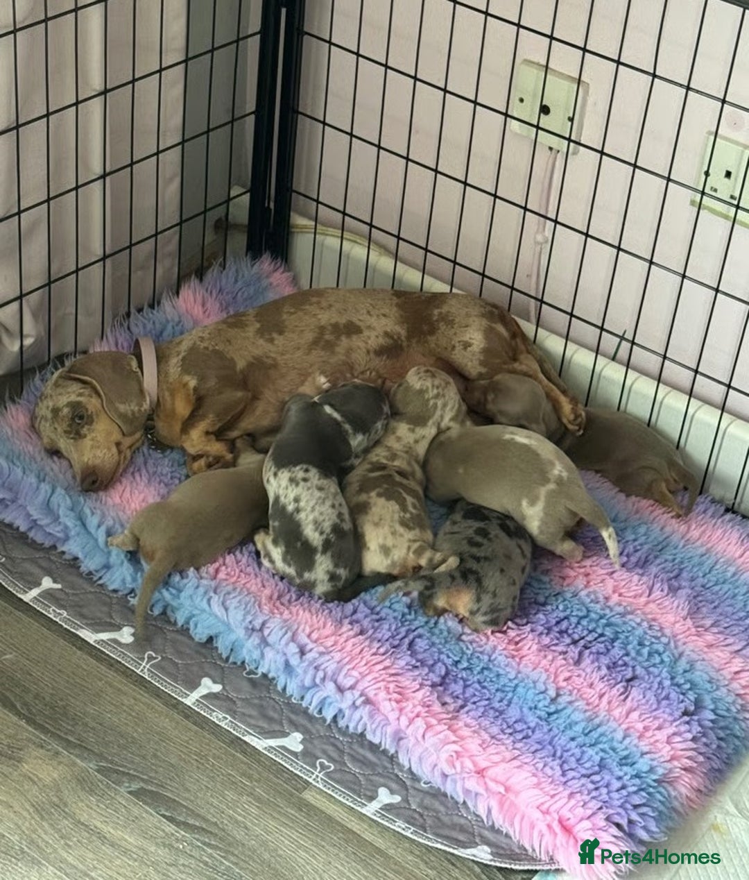 Miniature Dachshund dogs for sale:  litter of miniature dachshunds (smoothhair) - Image 9