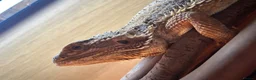 Bearded Dragon reptiles for sale: Male Bearded Dragon for sale  in Bristol - Advert 10
