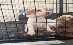 Cocker Spaniel dogs for sale: 2 Gorgeous male White+Lemon Cocker Spaniel Puppies - Image 1