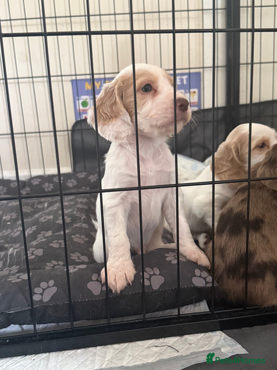 Cocker Spaniel dogs for sale: 2 Gorgeous male White+Lemon Cocker Spaniel Puppies - Image 1
