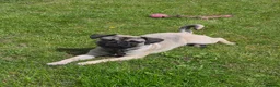 Mixed Breed dogs for adoption: Tiny  - Advert 3