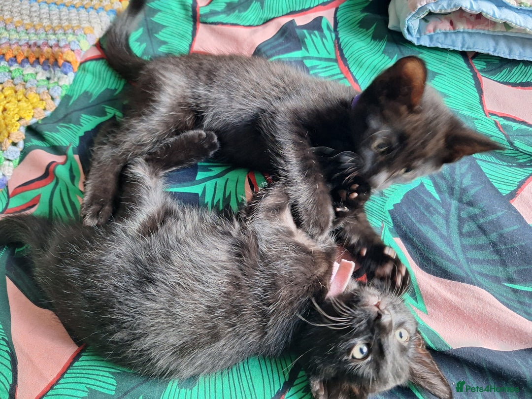 British Shorthair cats for sale: x2 black kittens - Image 2