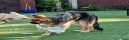 German Shepherd dogs for sale: Freya - Advert 5