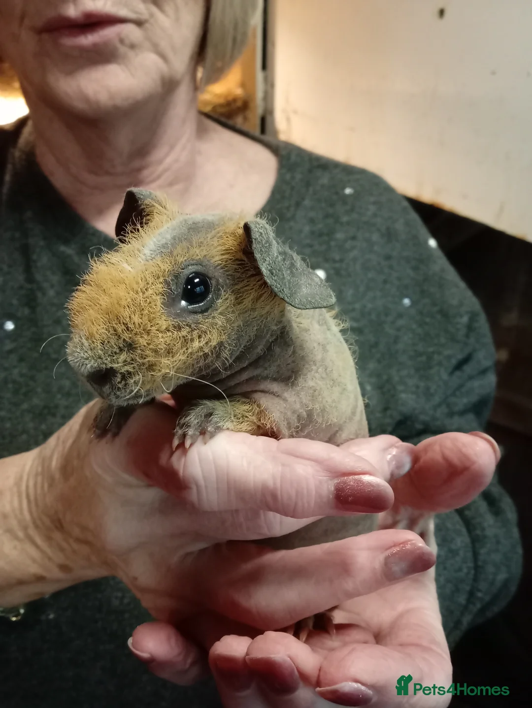 Guinea Pig rodents for sale: Baby Skinny Pigs  - Advert 7