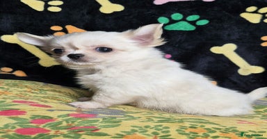 Chihuahua dogs - Advert 4